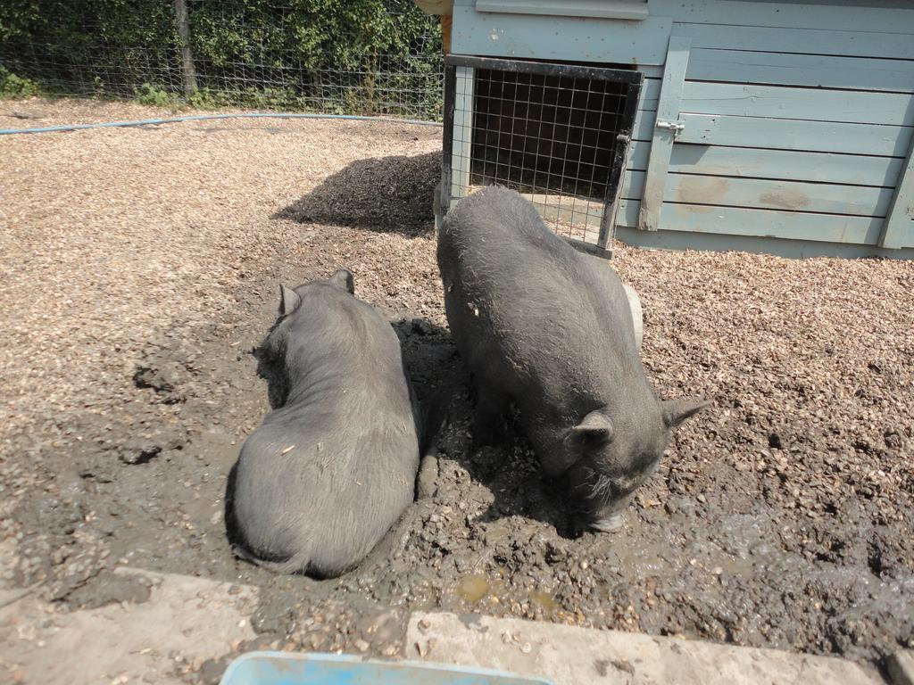 Willow Court Farm Studio South & Petting Farm, 8 Mins From Legoland & Windsor, 15 Mins From Lapland Uk Экстерьер фото