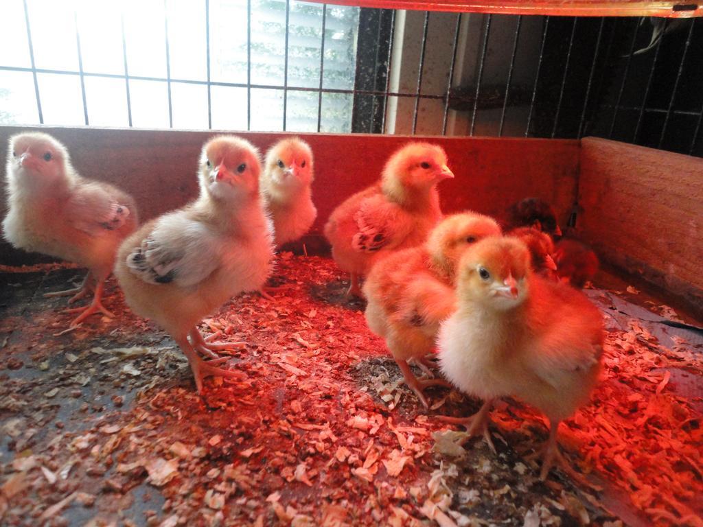 Willow Court Farm Studio South & Petting Farm, 8 Mins From Legoland & Windsor, 15 Mins From Lapland Uk Экстерьер фото