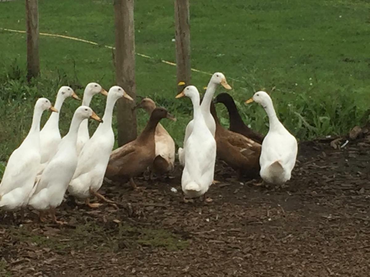 Willow Court Farm Studio South & Petting Farm, 8 Mins From Legoland & Windsor, 15 Mins From Lapland Uk Экстерьер фото