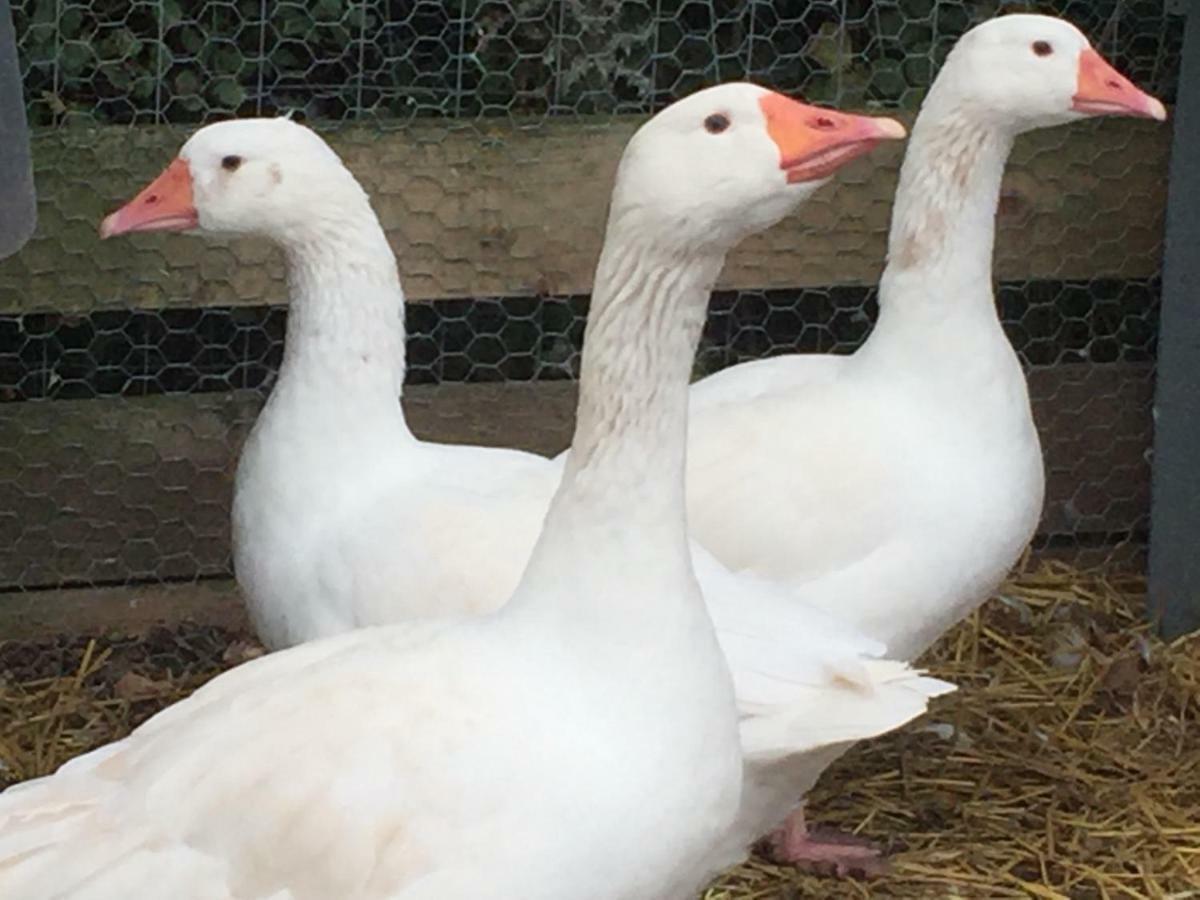 Willow Court Farm Studio South & Petting Farm, 8 Mins From Legoland & Windsor, 15 Mins From Lapland Uk Экстерьер фото