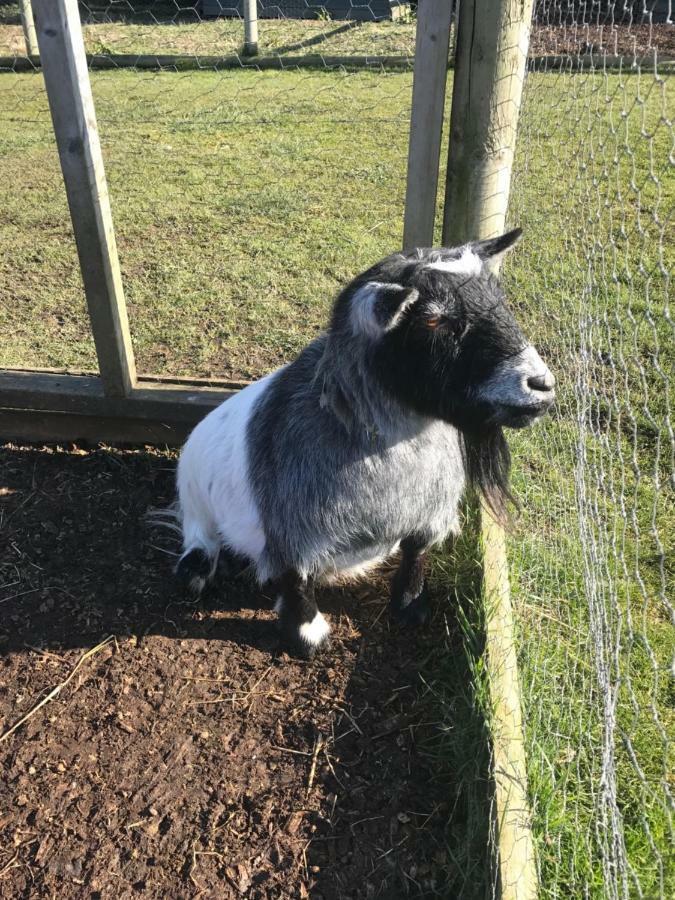 Willow Court Farm Studio South & Petting Farm, 8 Mins From Legoland & Windsor, 15 Mins From Lapland Uk Экстерьер фото