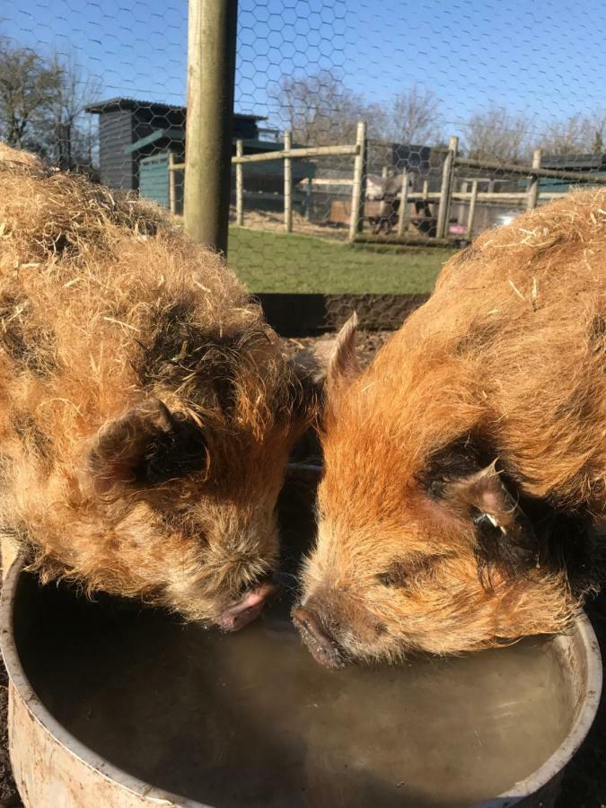 Willow Court Farm Studio South & Petting Farm, 8 Mins From Legoland & Windsor, 15 Mins From Lapland Uk Экстерьер фото