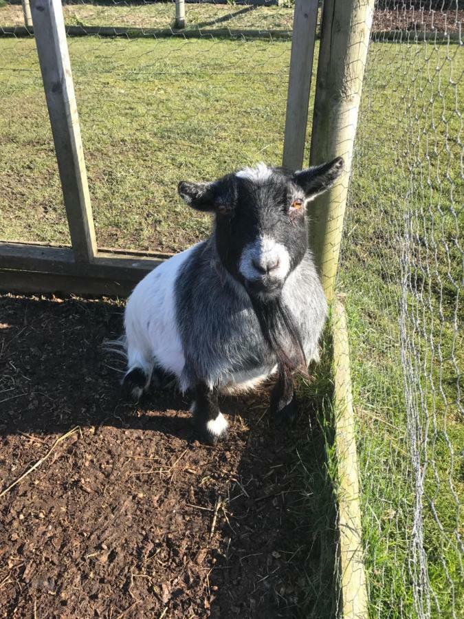 Willow Court Farm Studio South & Petting Farm, 8 Mins From Legoland & Windsor, 15 Mins From Lapland Uk Экстерьер фото