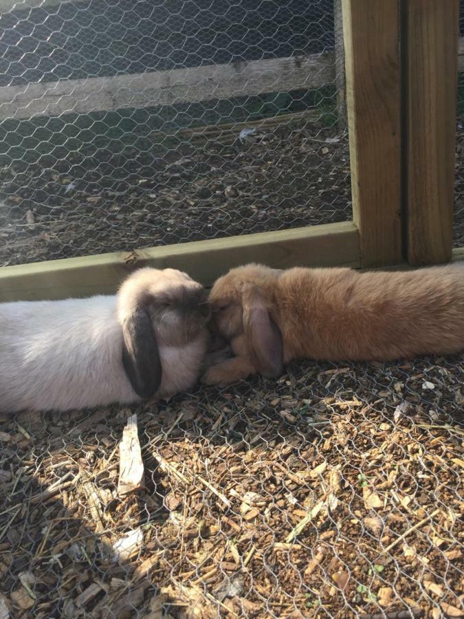 Willow Court Farm Studio South & Petting Farm, 8 Mins From Legoland & Windsor, 15 Mins From Lapland Uk Экстерьер фото
