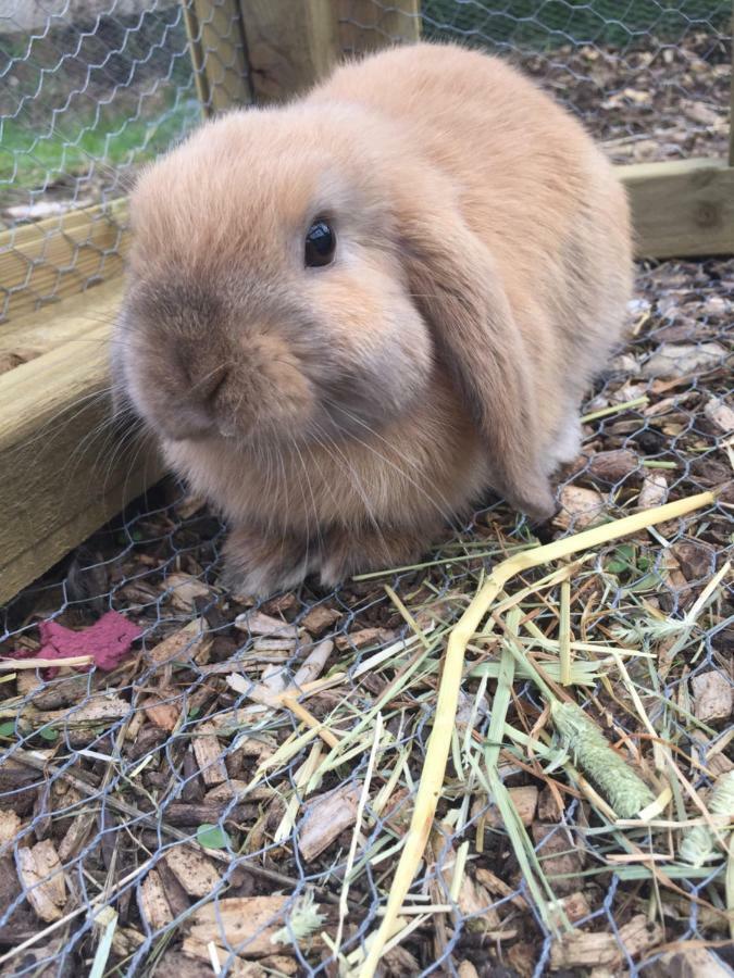 Willow Court Farm Studio South & Petting Farm, 8 Mins From Legoland & Windsor, 15 Mins From Lapland Uk Экстерьер фото